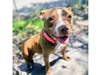 Adopt Sheba a Pit Bull Terrier