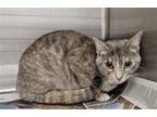 Adopt KIKI a Domestic Short Hair