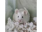 Adopt Colby Ann a Mouse