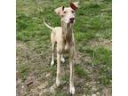 Adopt CT Nala a Doberman Pinscher, Pharaoh Hound