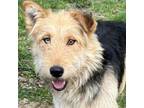 Adopt CT May a Airedale Terrier, Husky