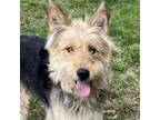 Adopt CT April a Airedale Terrier, Husky