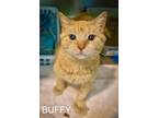 Adopt Buffy: Polydactyl (FCID# 04/10/2024 - 16 Trainer) a Extra-Toes Cat /