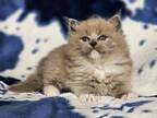 Blue Sepia Mitted