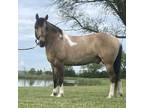 FLASHY Dunskin Spotted Mountain Horse Gelding - WOW!