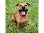 Adopt Pumpkin a Black Mouth Cur