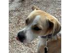 Adopt Daisy Mae a Hound, Labrador Retriever