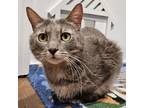 Adopt Grayhawk a Domestic Short Hair