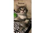 Adopt Bonnie a Domestic Long Hair