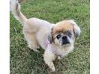 Adopt Blanche a Pekingese