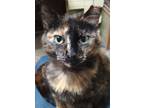 Adopt CALICO LILY - One lovely kitten! a Calico, American Shorthair