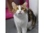 Adopt Flo a Domestic Short Hair