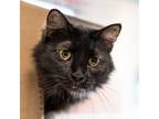 Adopt Laney -- Bonded Buddy With Laurel a Domestic Short Hair