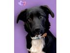 Adopt Dot a Border Collie, Mixed Breed