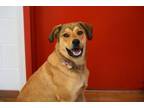 Adopt Chili a Great Pyrenees, Rottweiler