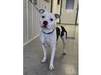 Adopt Veda a Pit Bull Terrier, Mixed Breed