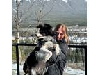 Experienced, loving and caring animal lover / pet sitter in Camrose, Alberta