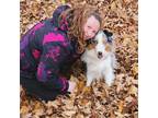 Experienced & Reliable Pet Sitter/ certified vet assistant in Gloucester