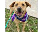 Adopt Gracie a Mixed Breed