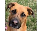 Adopt Halo a Shepherd, Boxer