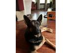 Adopt HERA a German Shepherd Dog