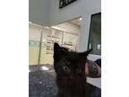 Adopt Nakia a Domestic Short Hair