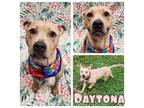 Adopt Daytona a American Staffordshire Terrier