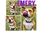 Adopt Emery a American Staffordshire Terrier