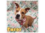 Adopt Emery a American Staffordshire Terrier