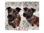 Adopt Etta a American Staffordshire Terrier