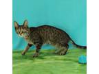 Adopt Primrose a Domestic Short Hair