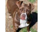 Adopt Cupcake a Boxer