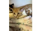 Adopt Flo a Domestic Short Hair