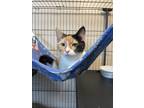 Adopt Glo a Domestic Short Hair