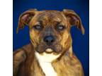 Adopt Farah(Nala) a Mixed Breed