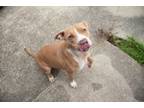 Adopt Lucy (Underdog) a Pit Bull Terrier, Mixed Breed