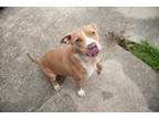 Adopt Lucy a Pit Bull Terrier, Mixed Breed