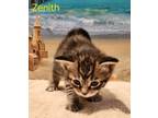 Adopt Zenith a Domestic Short Hair