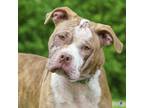 Adopt Clarabelle a Pit Bull Terrier, Mixed Breed