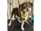 Adopt Bonnie a Wirehaired Terrier