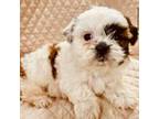 Shih Tzu Puppy for sale in Jacksonville, FL, USA