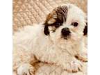 Kron the shihtzu