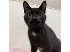Adopt omelet a Domestic Short Hair