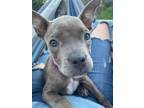 Adopt Lilo a Pit Bull Terrier