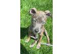 Adopt Stitch a Pit Bull Terrier