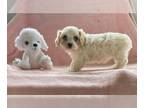 Cavachon PUPPY FOR SALE ADN-784479 - Petunia the Cavachon