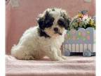 Zuchon PUPPY FOR SALE ADN-784480 - Freesia the teddy bear