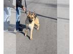 German Shepherd Dog PUPPY FOR SALE ADN-784483 - female german shepherd