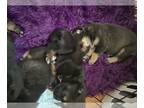 Rottweiler PUPPY FOR SALE ADN-784499 - Dog Listing For Later