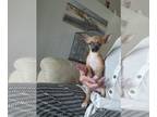 Chihuahua PUPPY FOR SALE ADN-784502 - Chihuahua